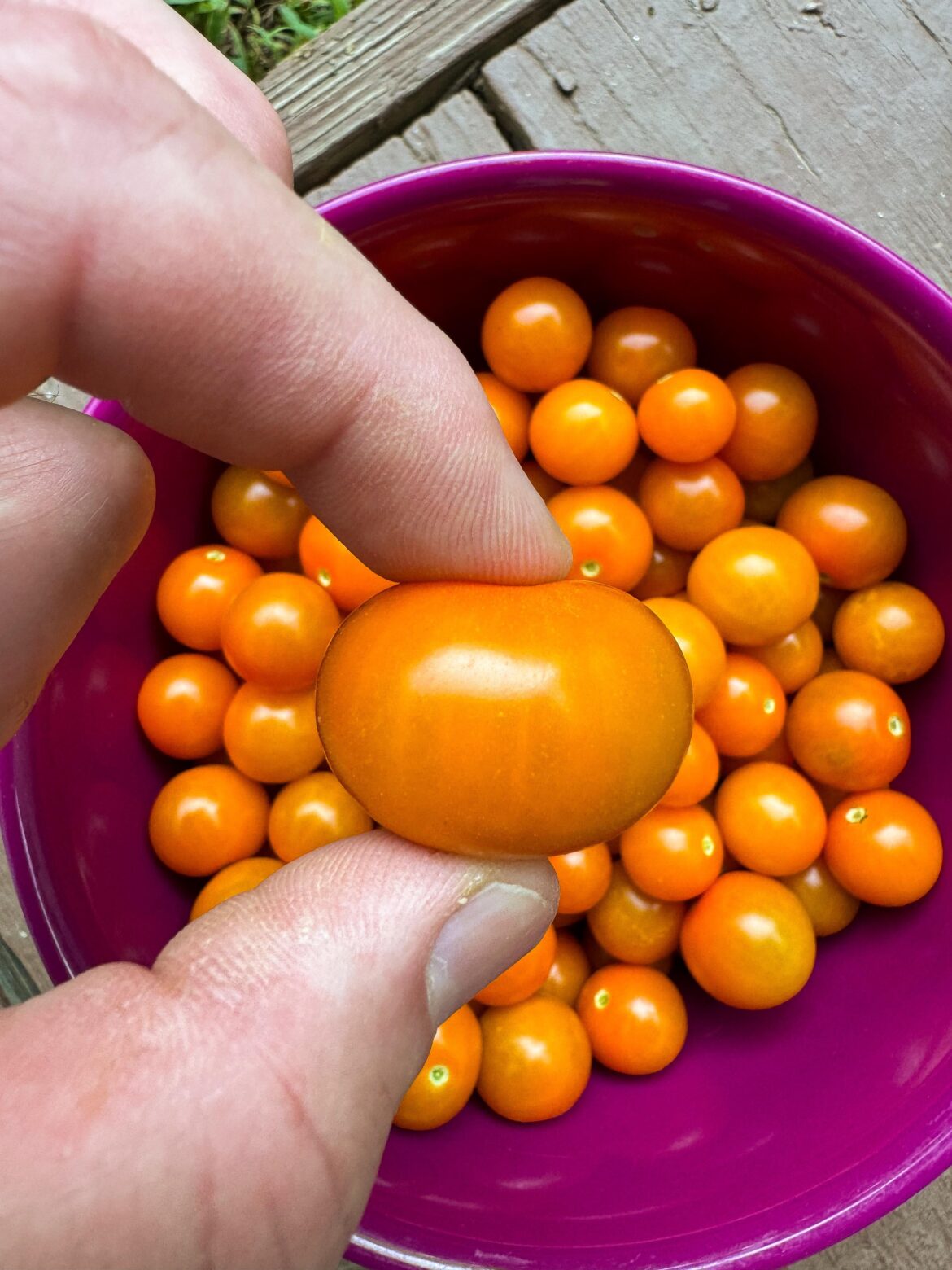 Absolute unit of a Sungold