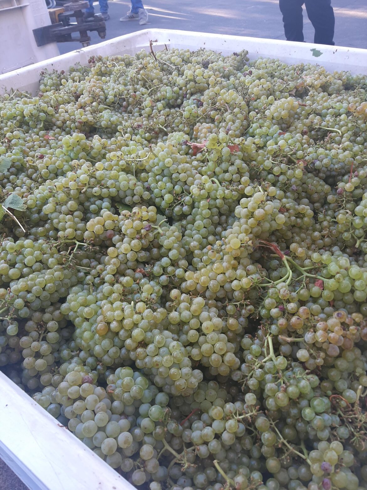 Yesterday was the first day of harvest! Chardonnnay!