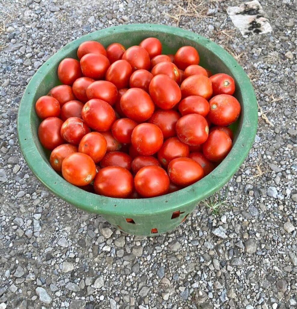 Canning salsa recipes? Canning salsa recipes?