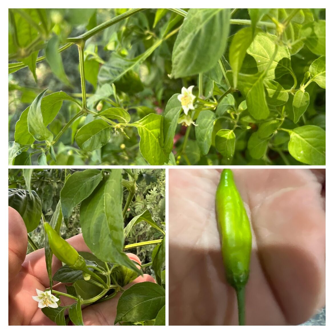 Any takers? My sister has this plant. Wasn’t labeled so no idea. Its 3.5 feet high, 3 wide. She just got easily 30 off one plant. Says she keeps her pepoers across the yard from each other, and it’s not her serrano And “hotter than blue blazes”. Lol Any ideas? Google lens didnt help Any takers? My sister has this plant. Wasn't labeled so no idea. Its 3.5 feet high, 3 wide. She just got easily 30 off one plant. Says she keeps her pepoers across the yard from each other, and it's not her serrano And "hotter than blue blazes". Lol Any ideas? Google lens didnt help