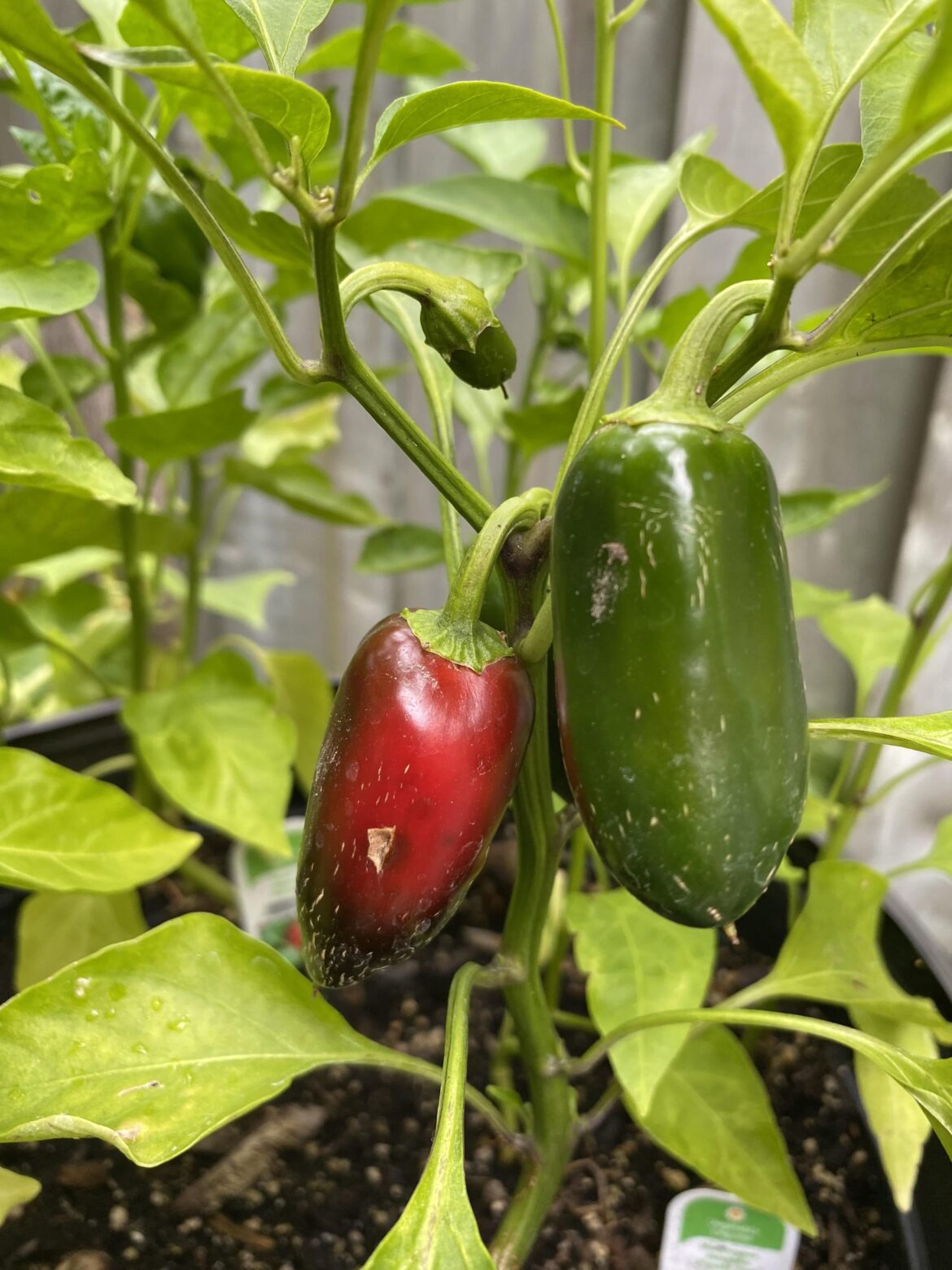 Dear Peppers, I never used to believe your letters, but my very first crop of jalapeños started turning red.