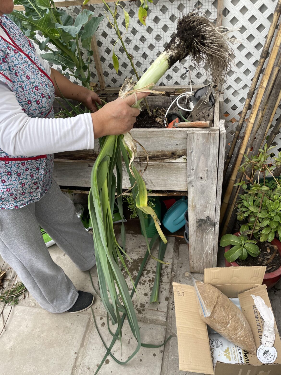 My beautiful giant leek