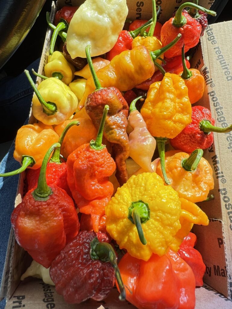 Yesterday’s bouquet