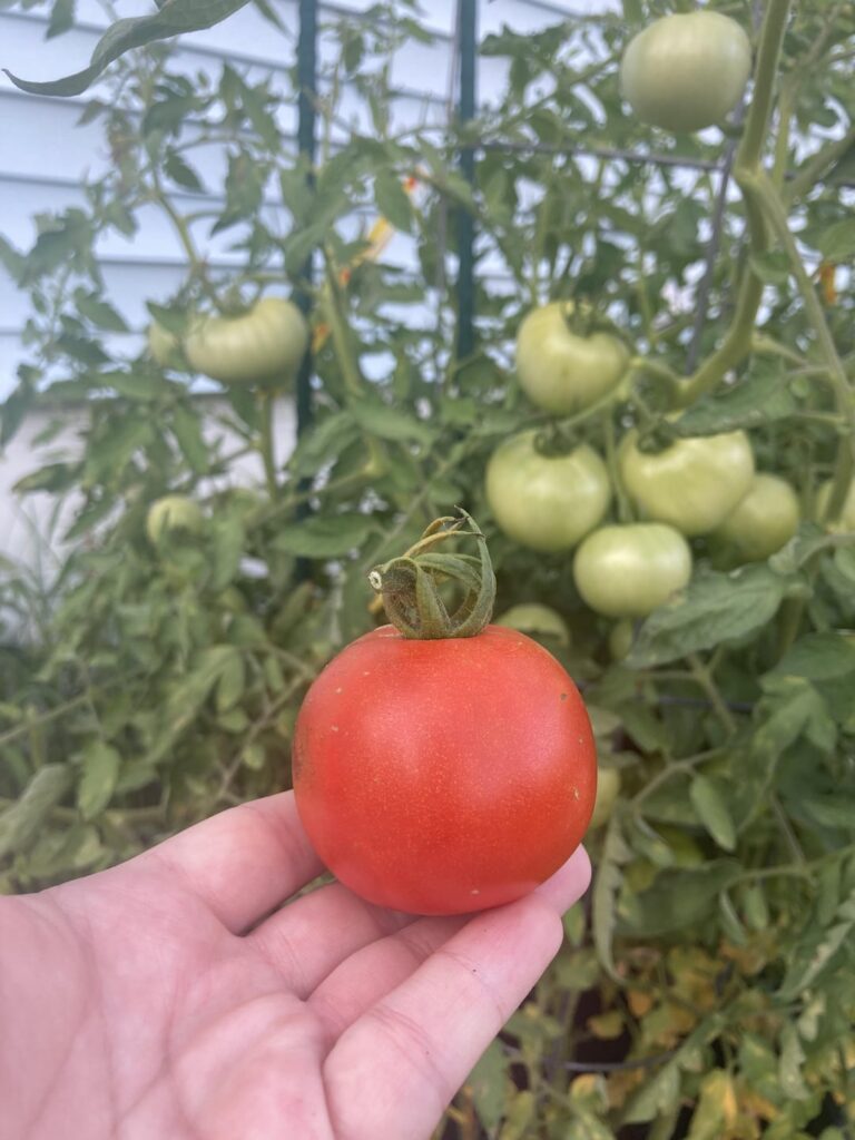 First tomato! 🥹
