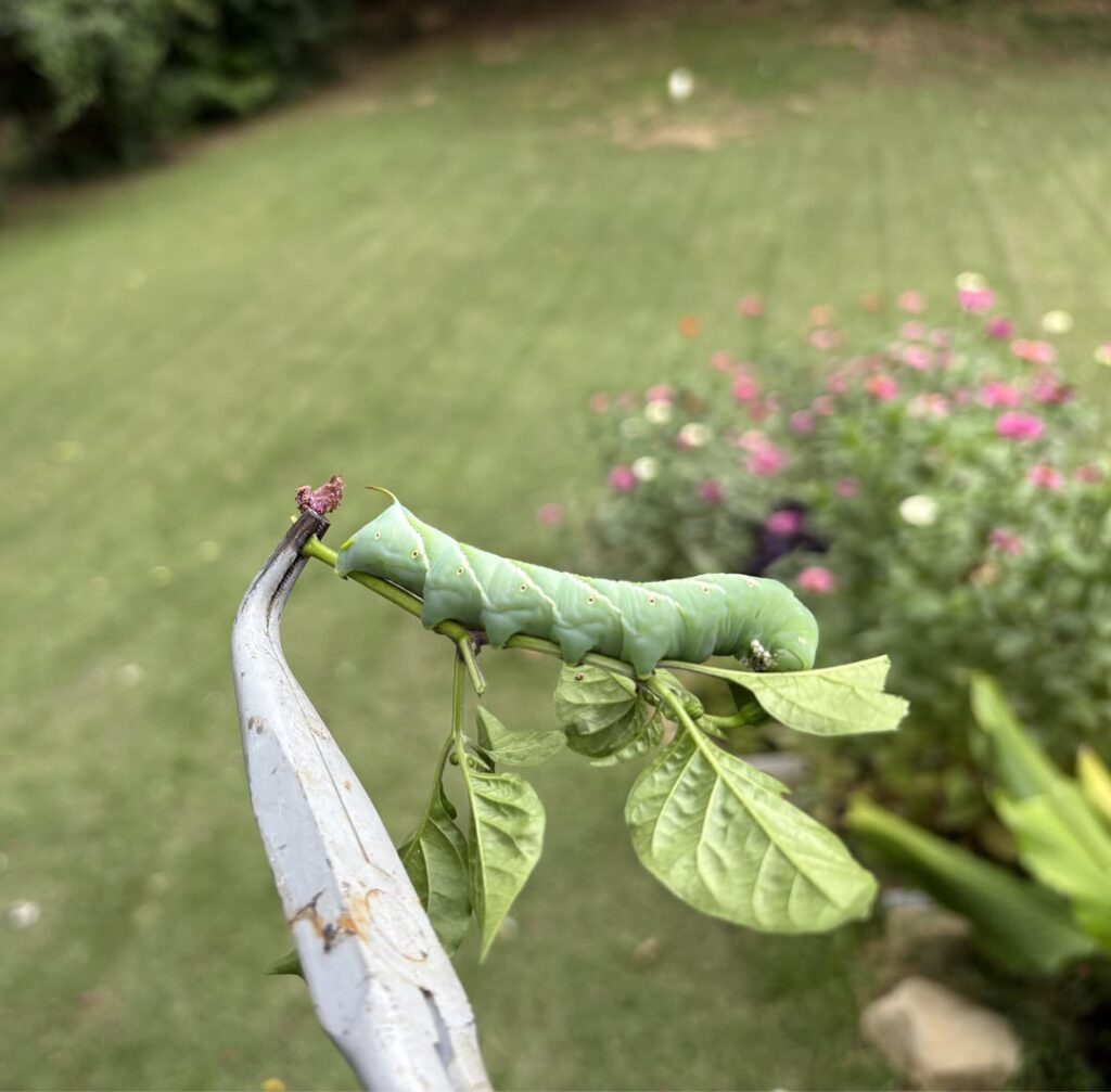 Look who I found eating my pepper plant!