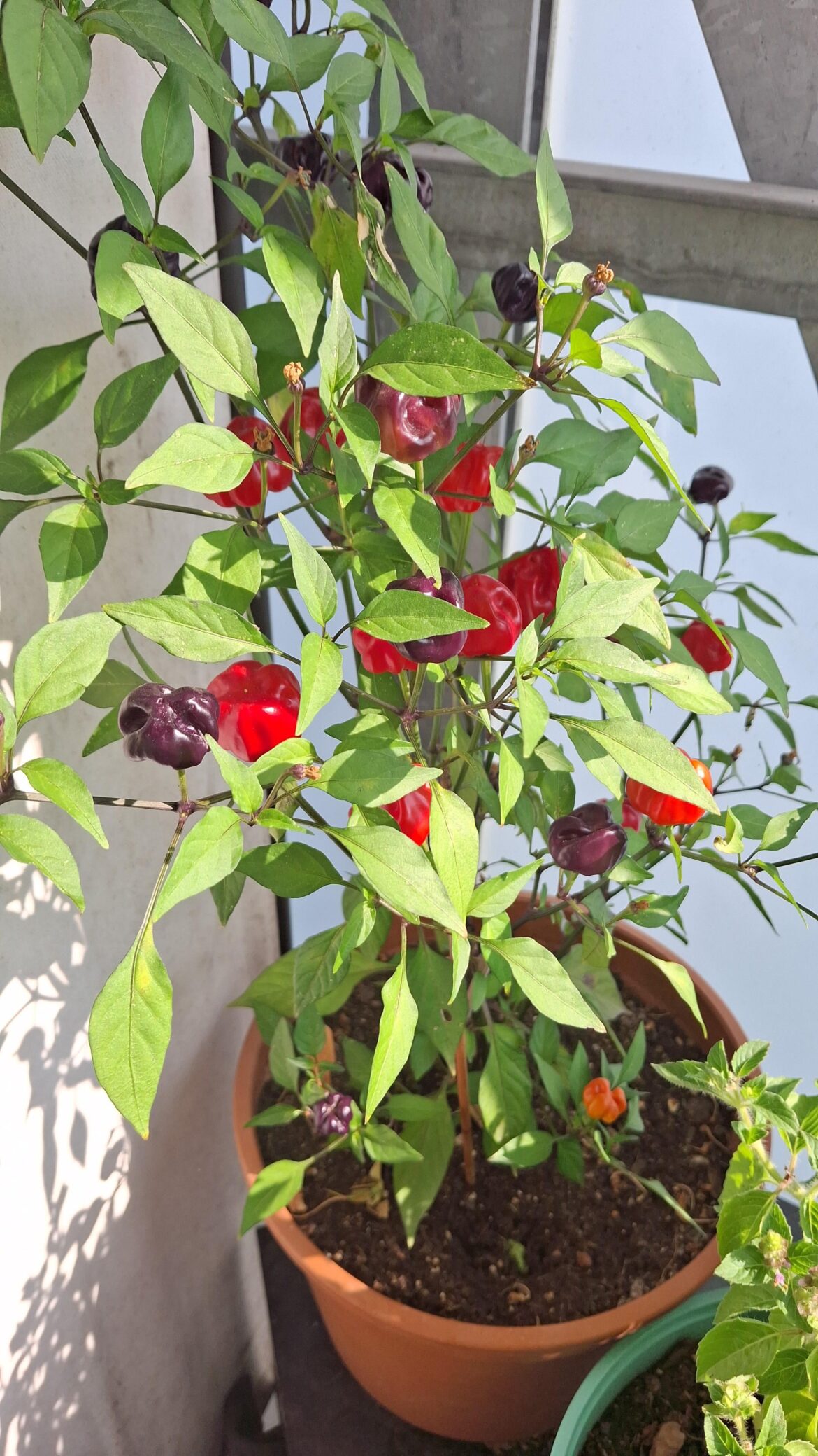First time growing pumkin chili and I love them!