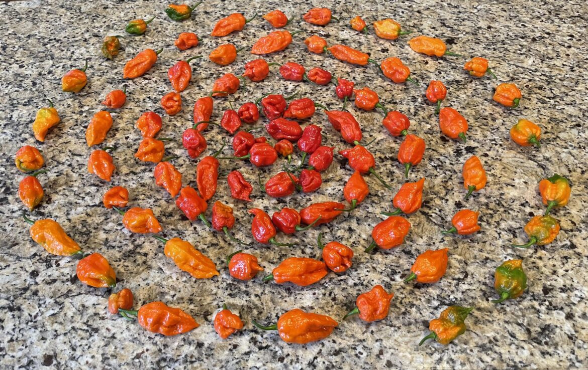 Hurricane Capsaicin is now a category 5 !