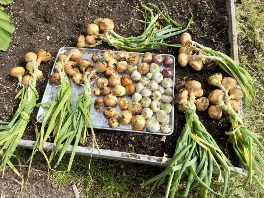 Winter french onion soup harvested today.