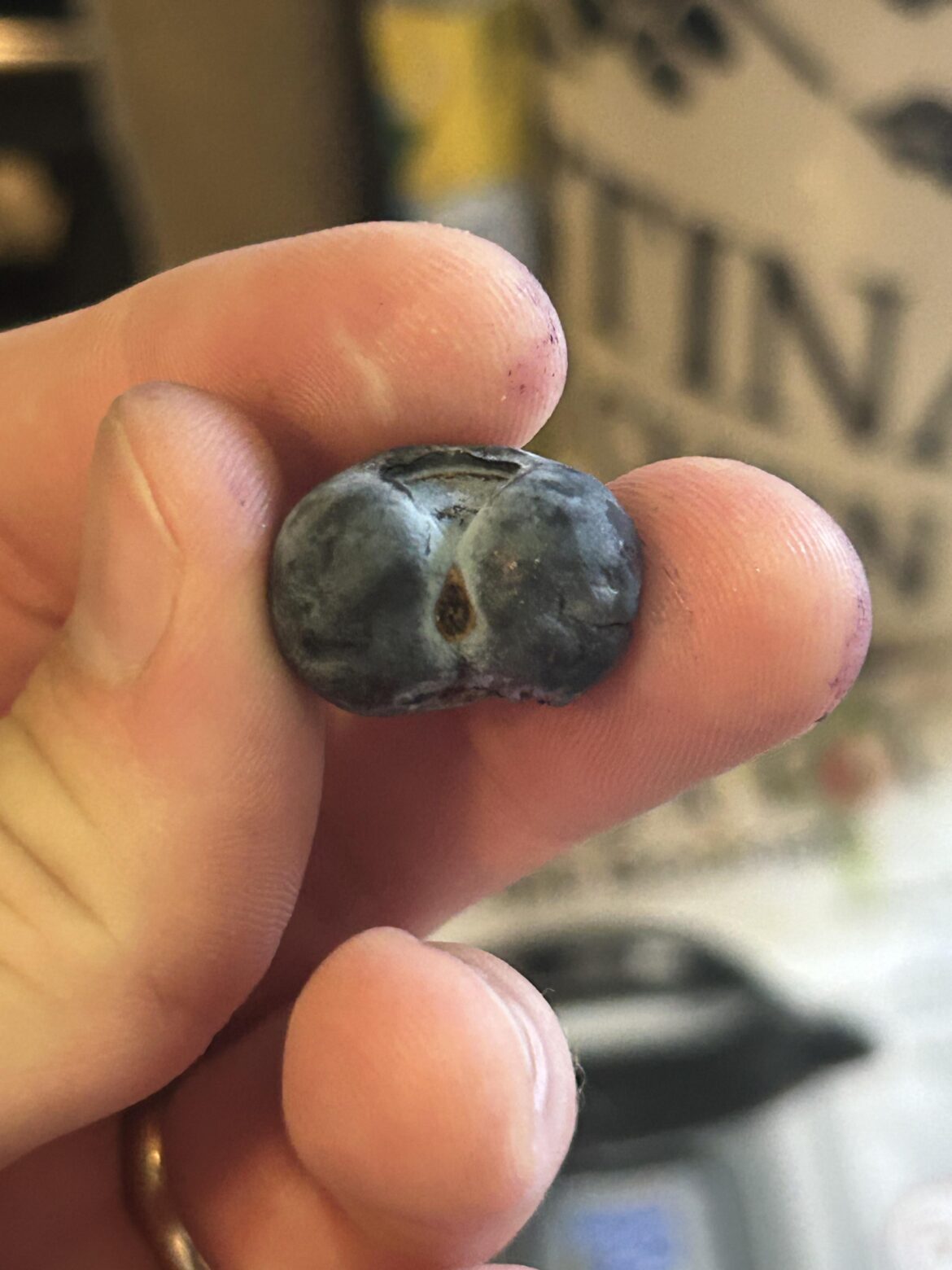 Is this the right subreddit for this blueberry?