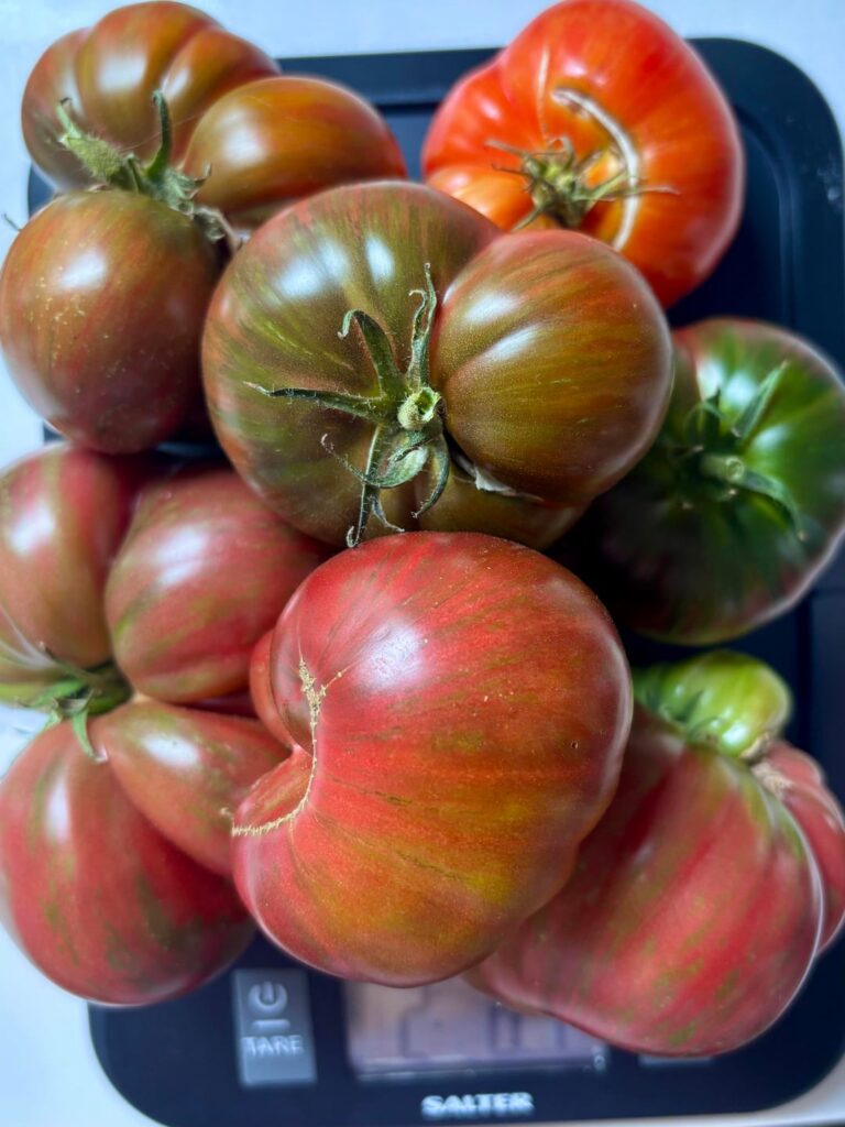 Home grown tomatoes and basil + homemade pasta 💚🤍❤️