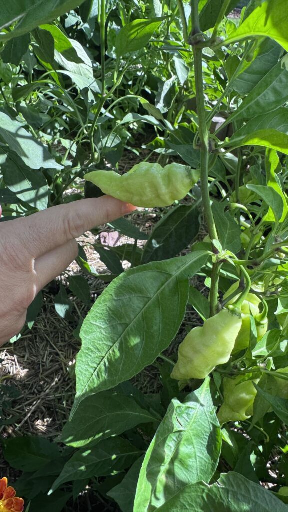 What type of pepper is this