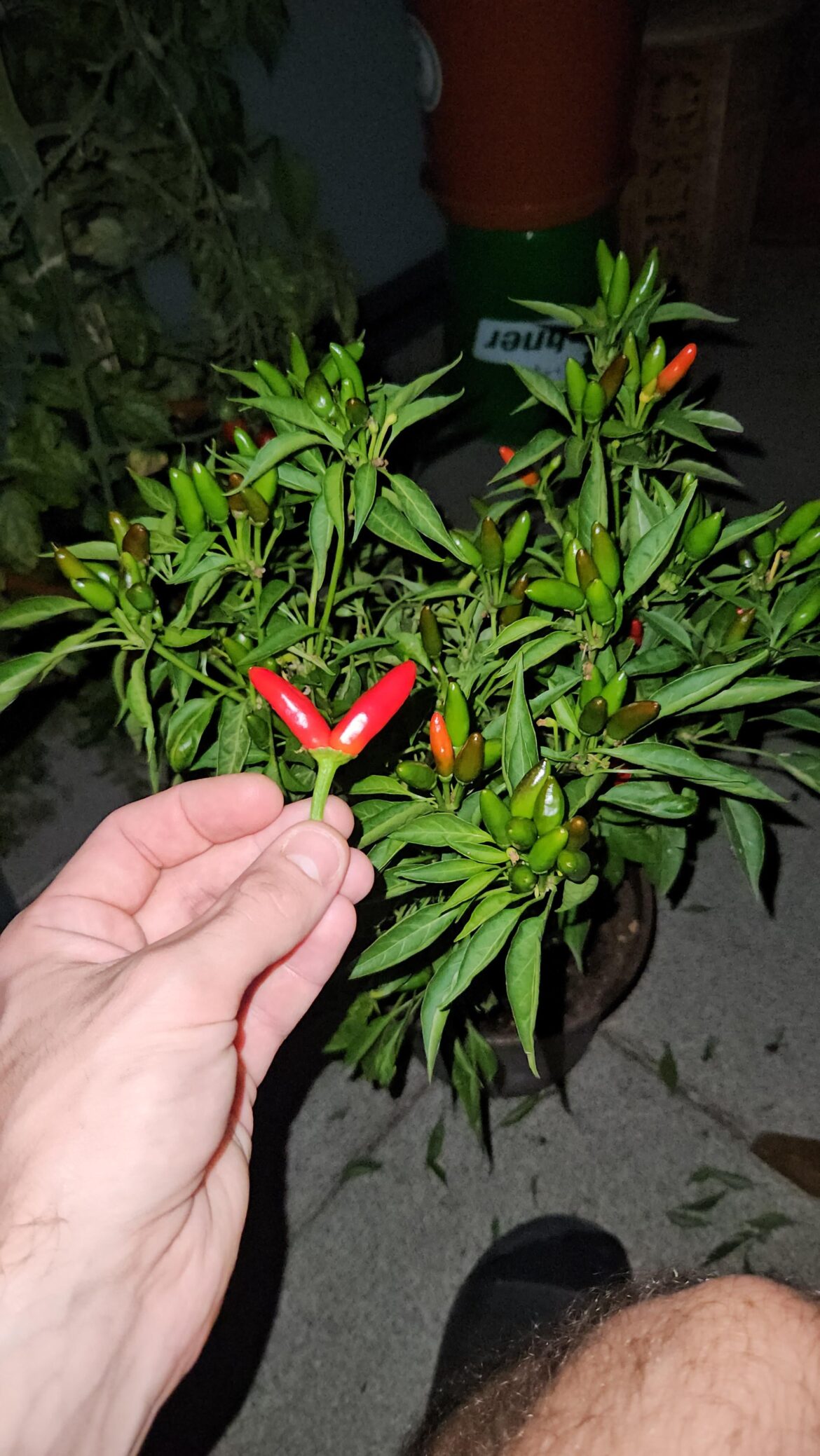 A twobasco 👀🥁💥