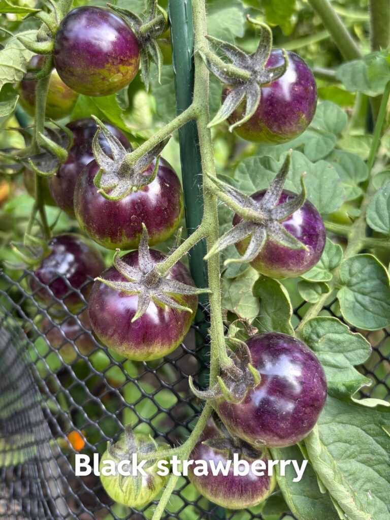 The prettiest tomatoes I've ever grown