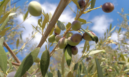 light green and light lavender colored olives among leaves on tree branches with a light blue sky and puffy clouds in the background