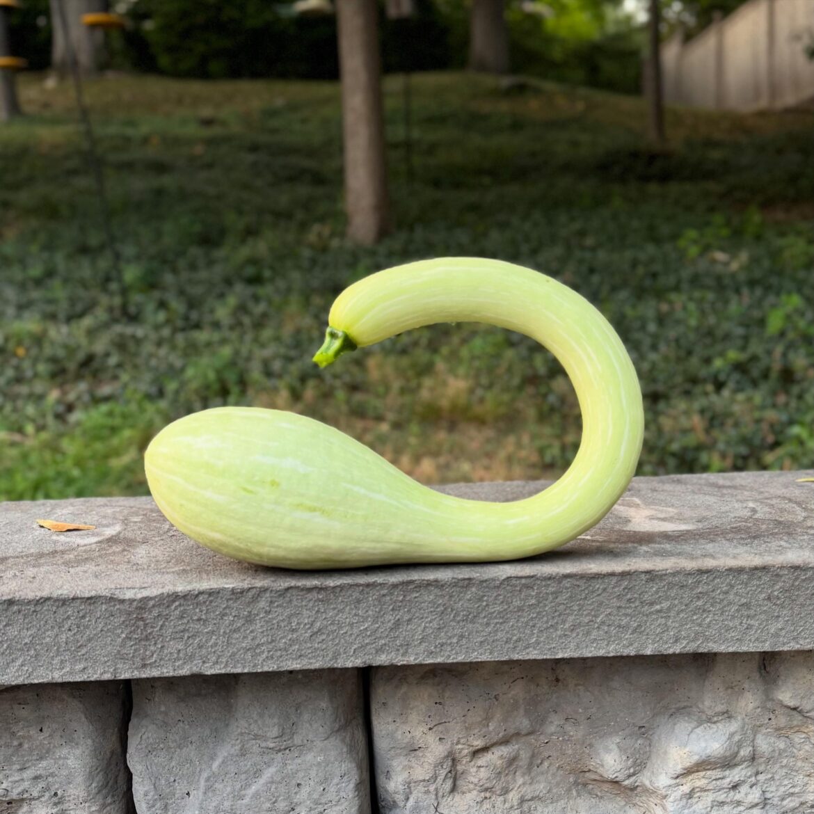 So proud of my swan!