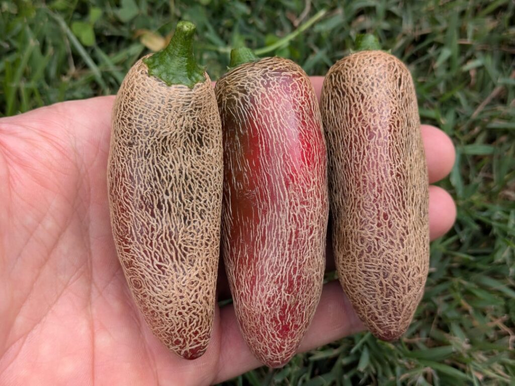 What are my jalapenos doing?