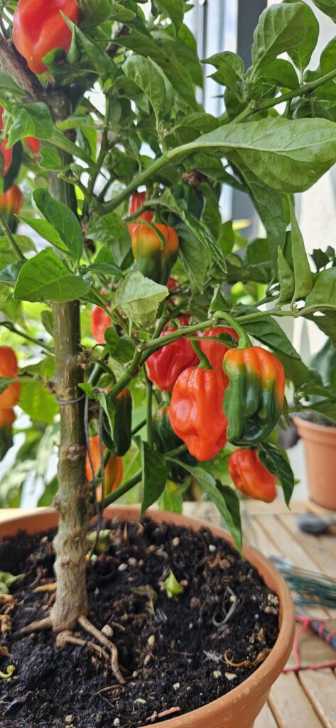 The only plant I managed to overwinter