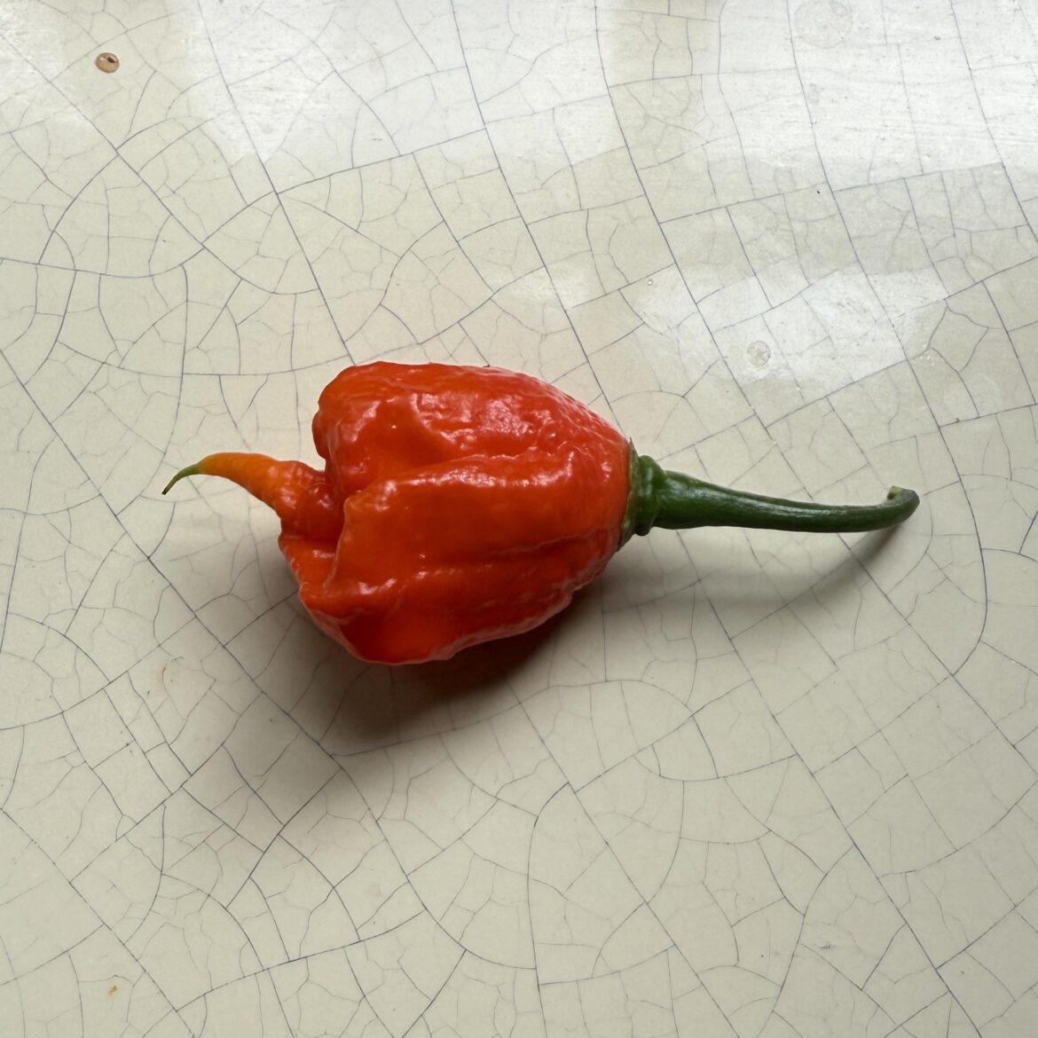 Freshly picked Carolina Reaper, what do I do with it 🥵
