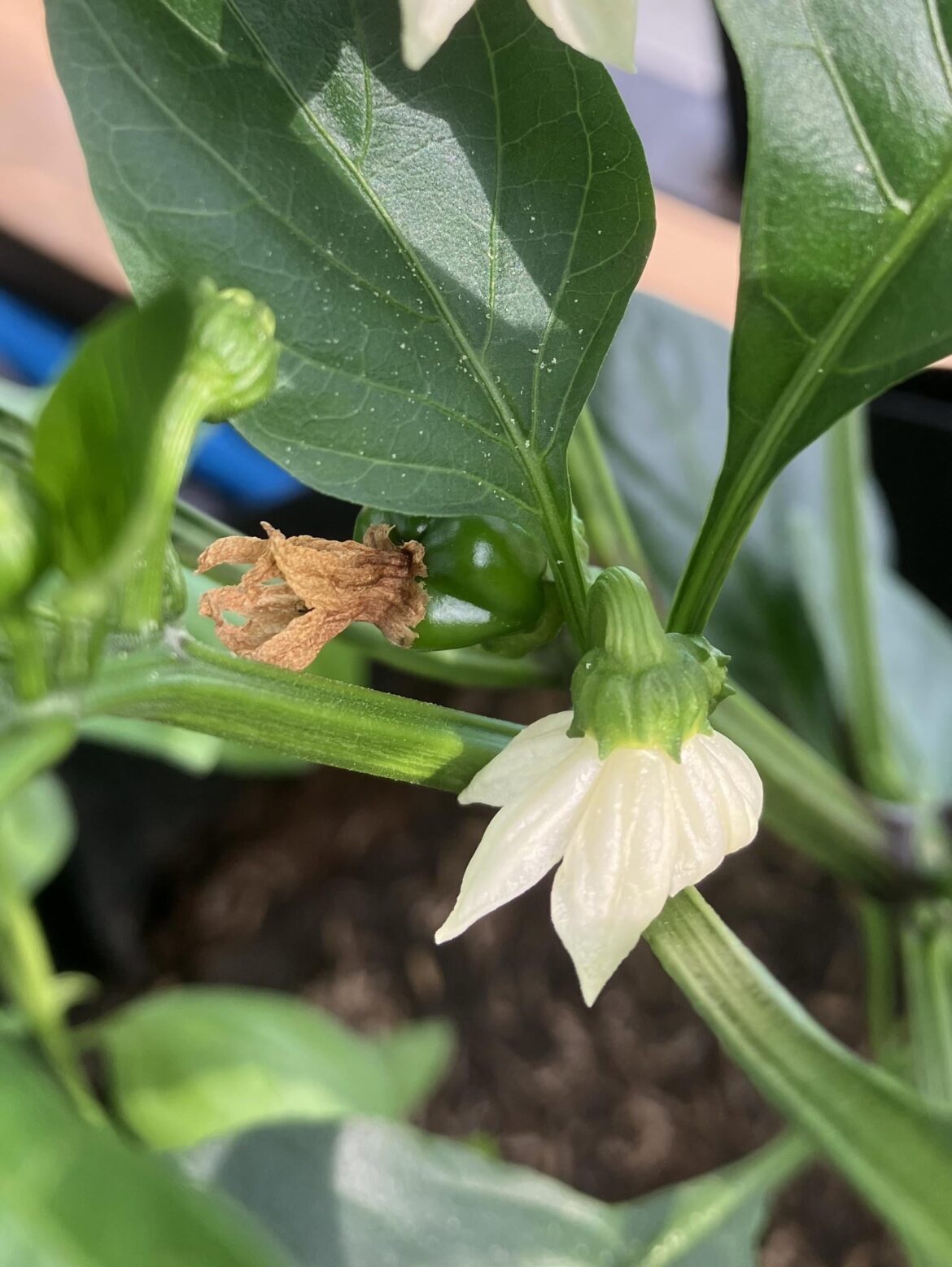 It’s happening! My first fruit!