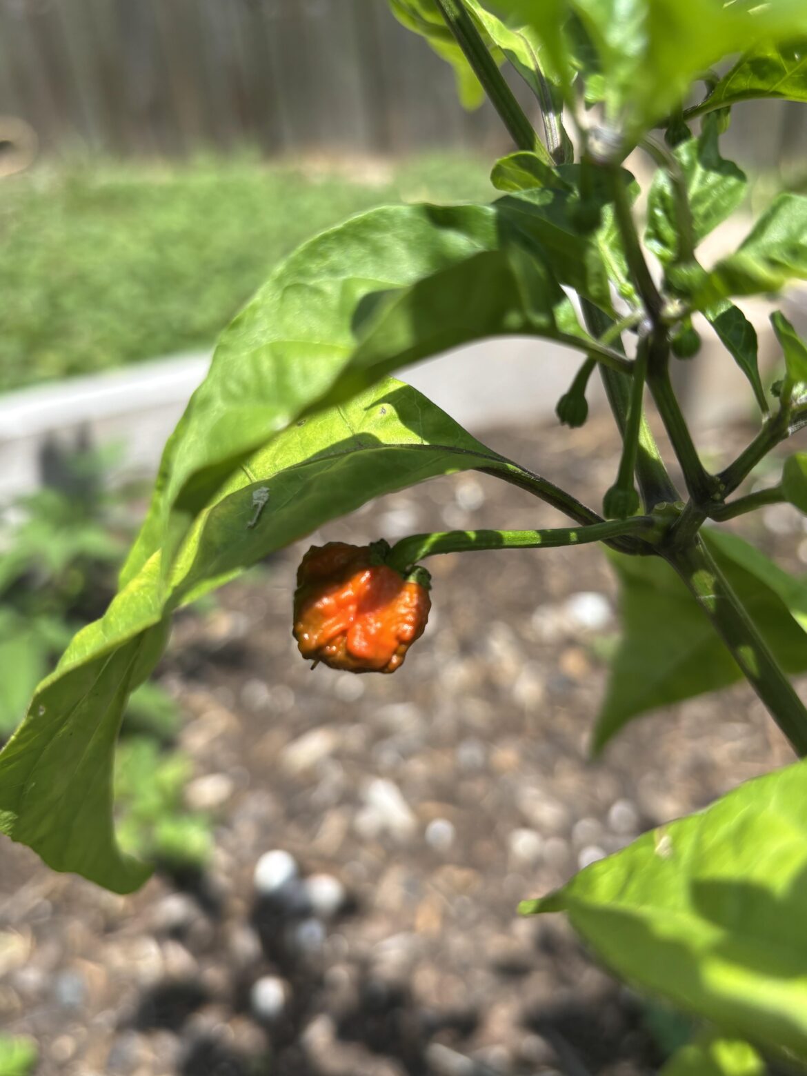 What is this cause it’s definitely not a Bell pepper haha