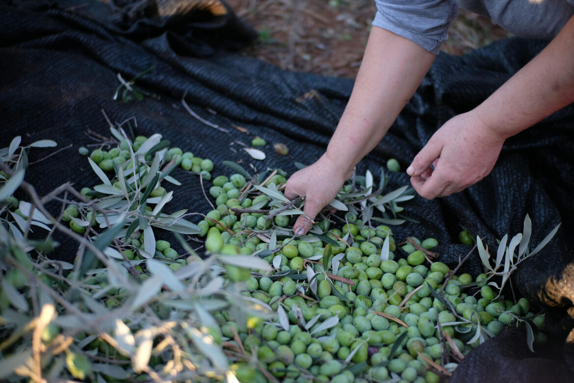 Spain launches new olive oil tourism routes