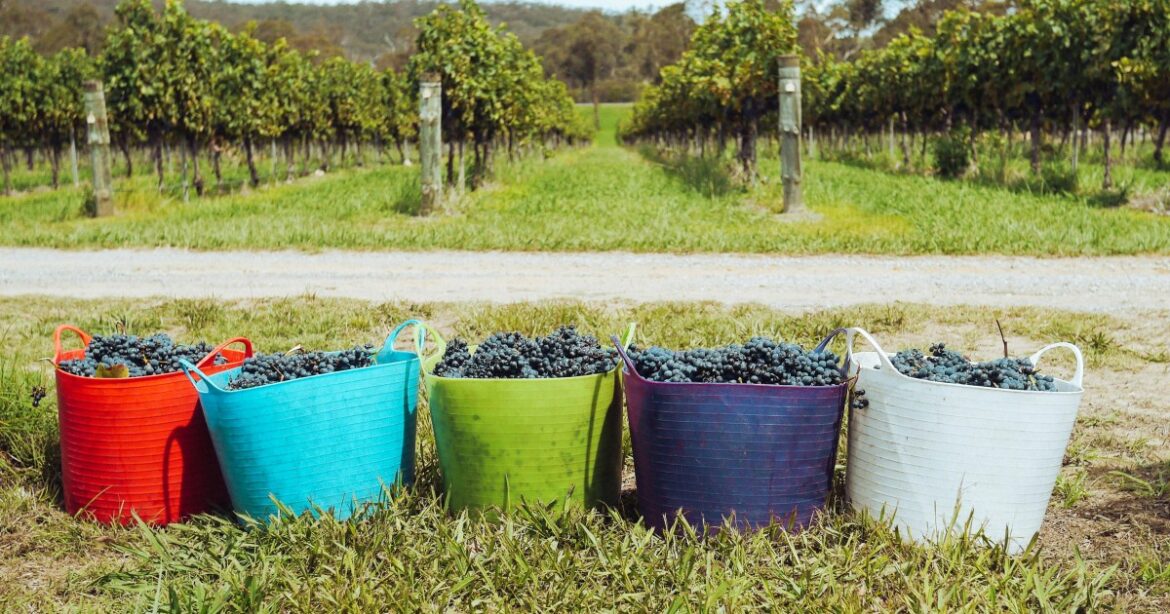 Portugal's top wine festivals in 2025 — idealista/news