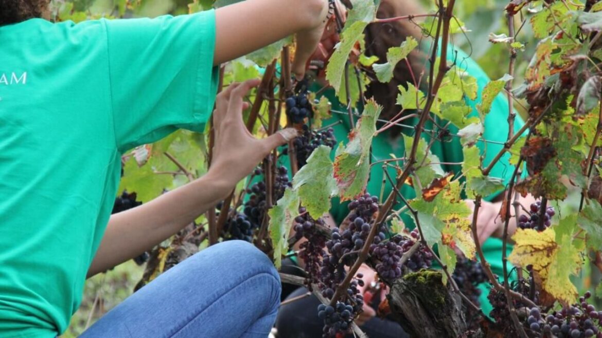 Heatwaves prompt early harvest across France’s… Heatwaves prompt early harvest across France's…