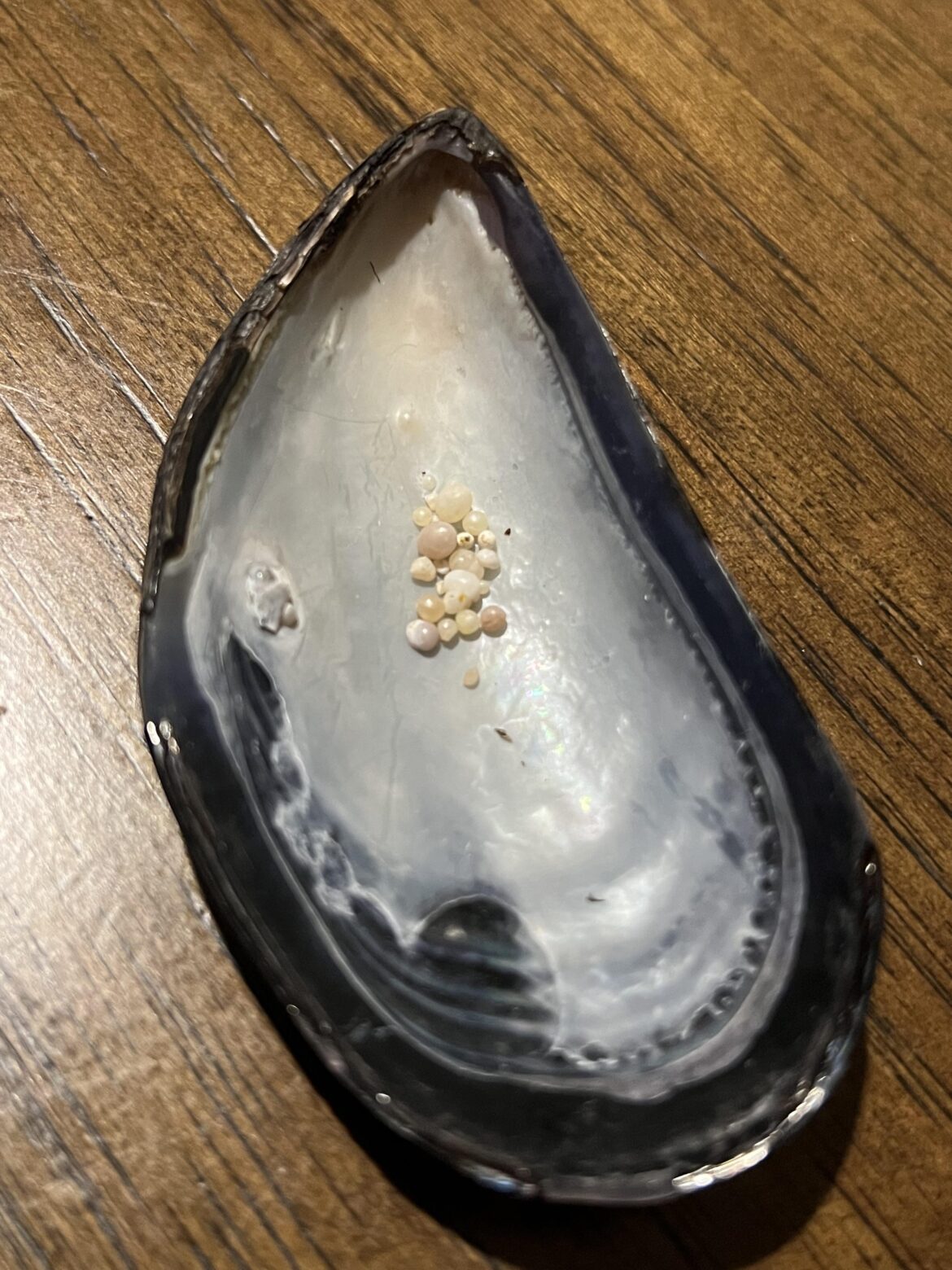 pearls found in mussels bought from grocery store