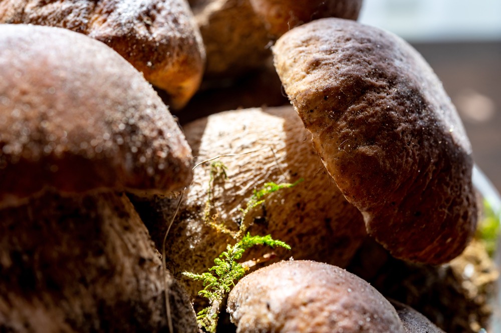 I porcini sono una varietà comune di funghi in Toscana 