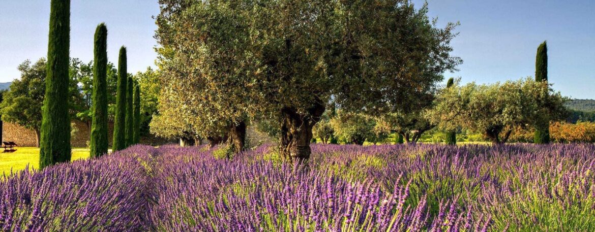 Olive Oil Scandal Uncovered in France Olive Oil Scandal Uncovered in France