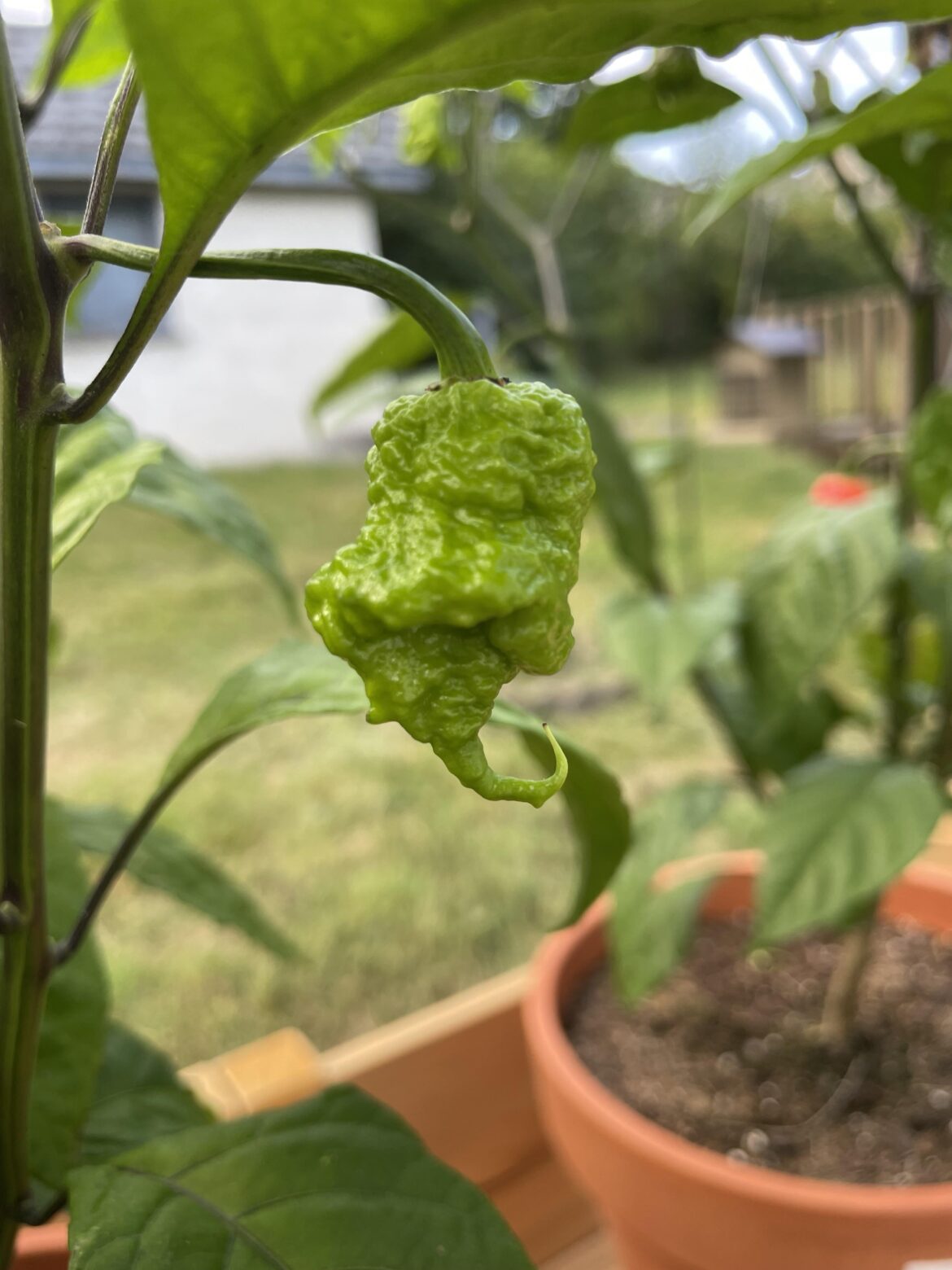 Gonna call this fella The Grinch