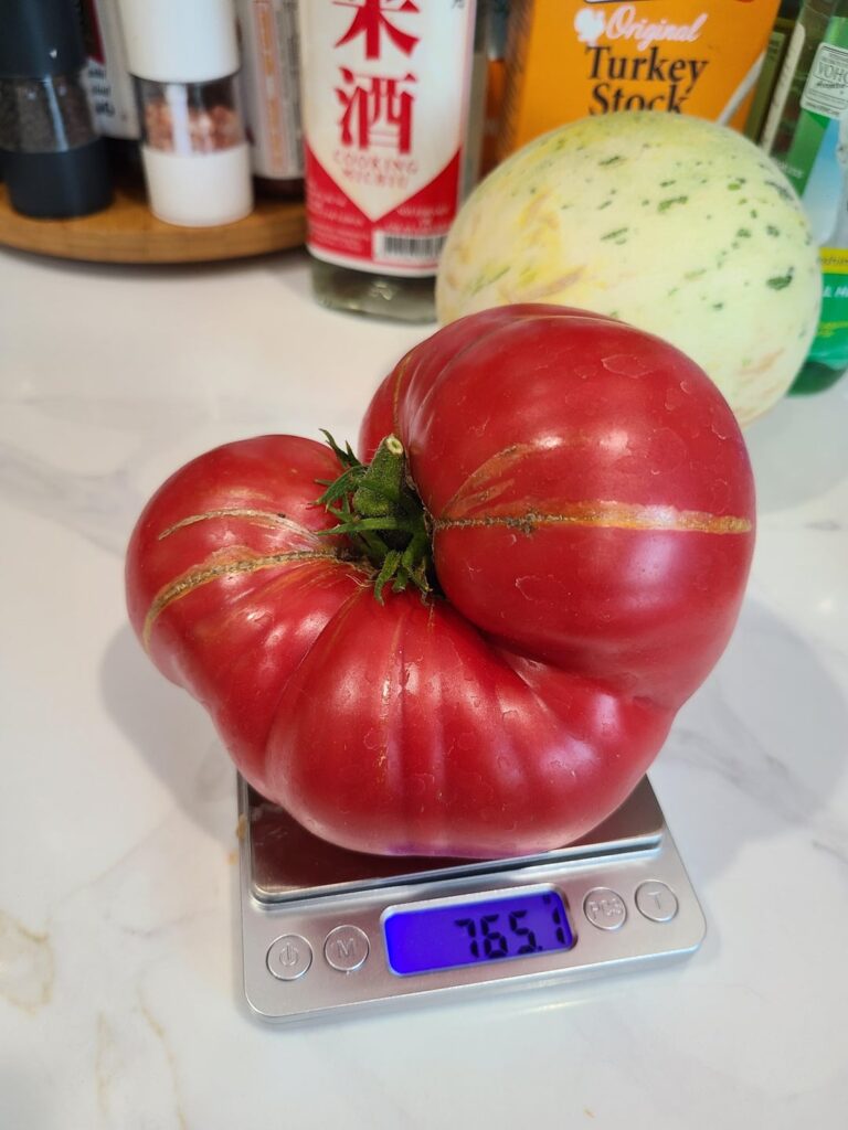 First time growing Brandywine, Sudduth Strain First time growing Brandywine, Sudduth Strain