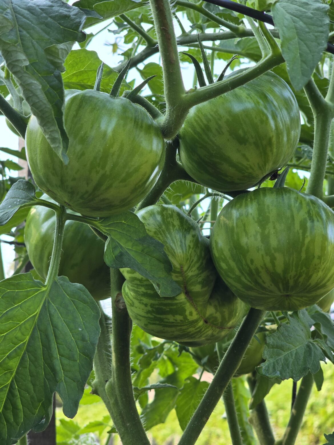 Proud of my first tomato plant Proud of my first tomato plant
