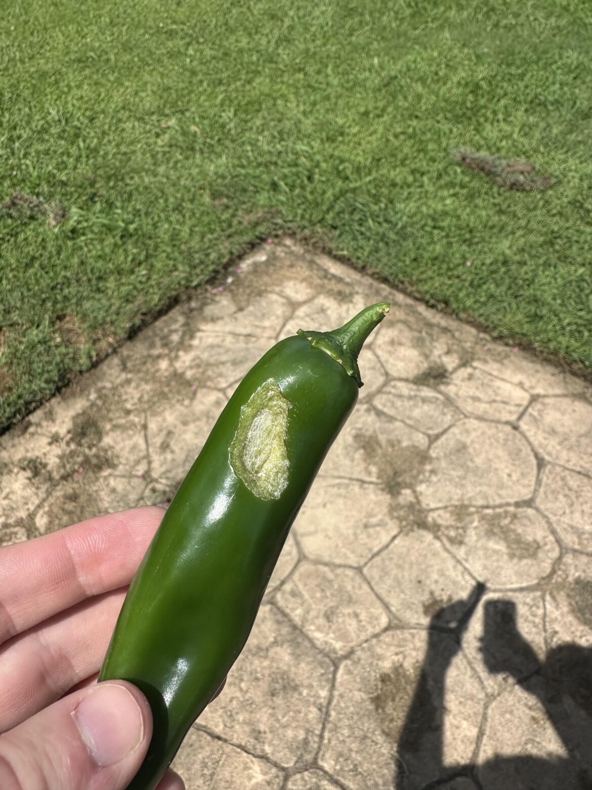 What insect or bird snacked on my Jalapeño? What insect or bird snacked on my Jalapeño?
