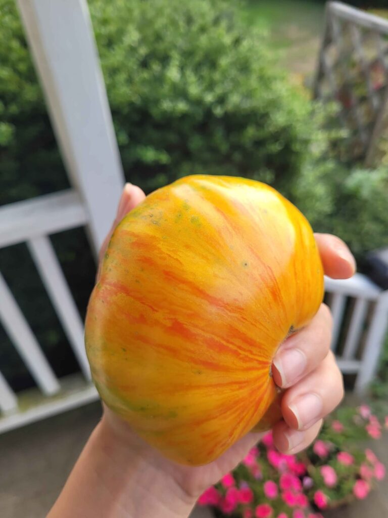 BEAUTY KING – review & pics BEAUTY KING - review & pics