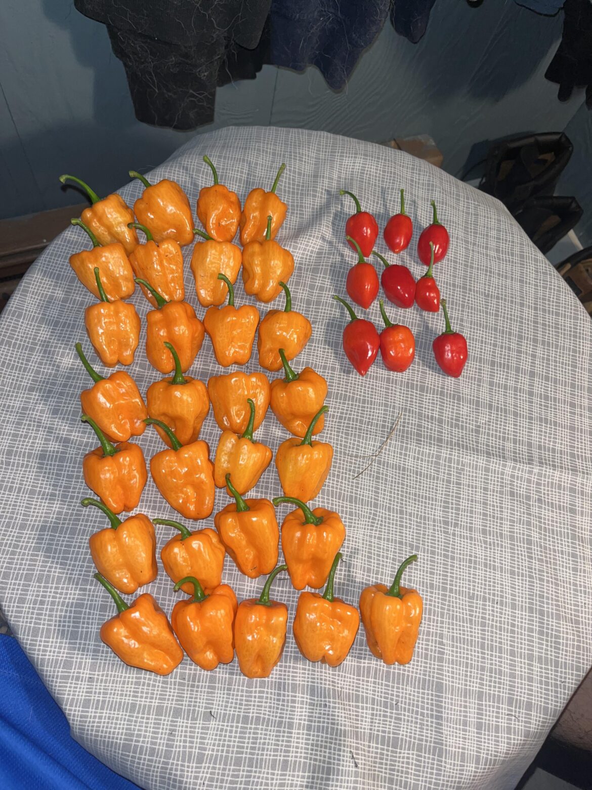 First wave , red savina and orange habs