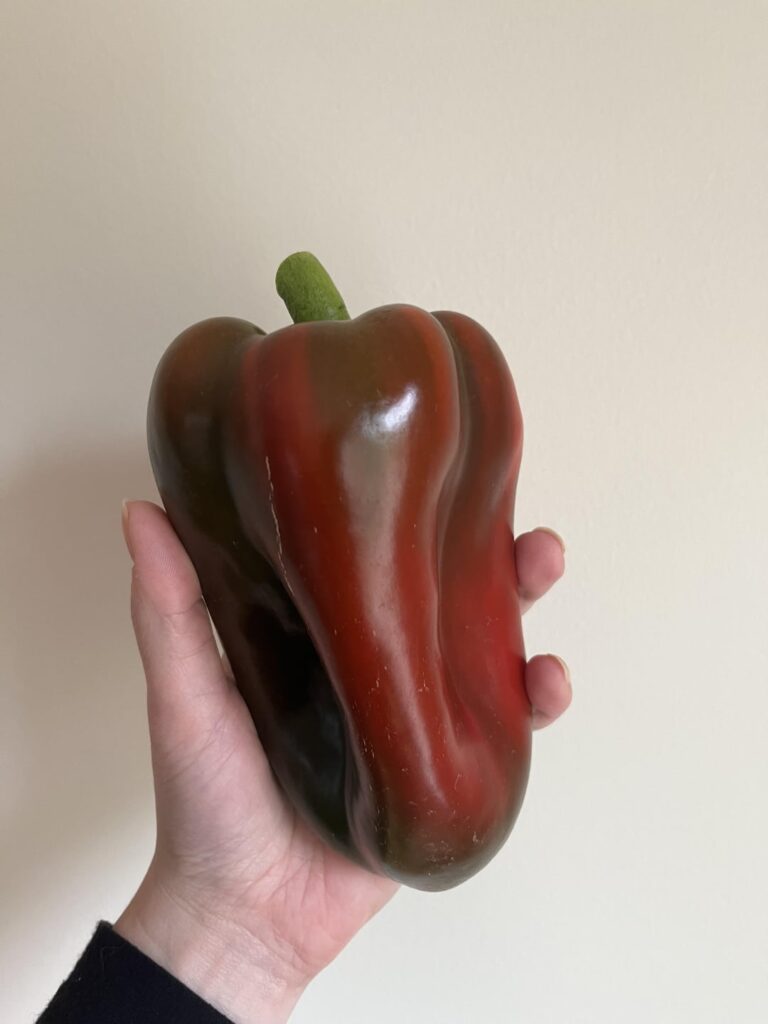 Our first bell pepper and txorixero pepper!!
