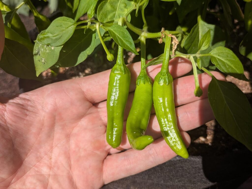Calling all Ghost Pepper Pros – was I duped? Calling all Ghost Pepper Pros - was I duped?