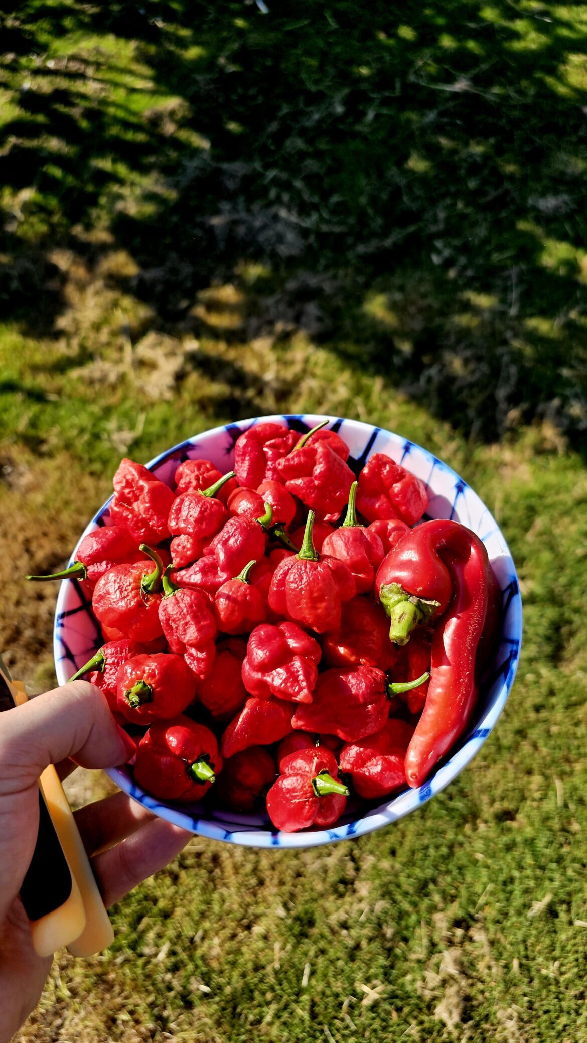 First time grower. What do I do with all these Armageddon peppers?