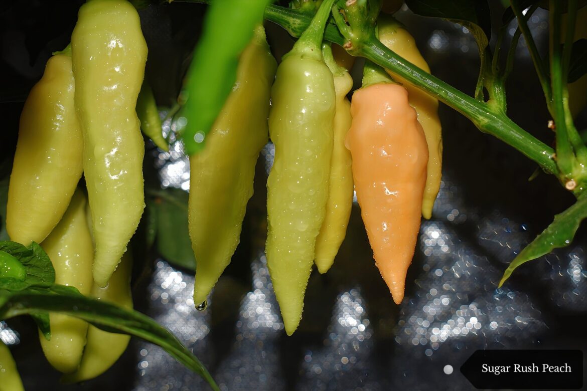 Don't be afraid to stand out 🍑