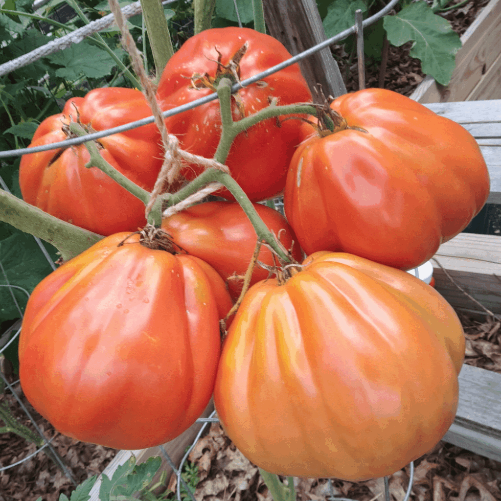 Finally picked the cluster