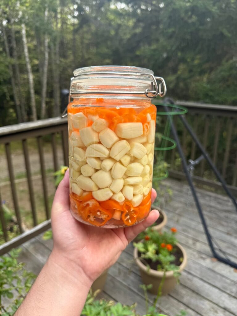 Fermenting garlic and habaneros