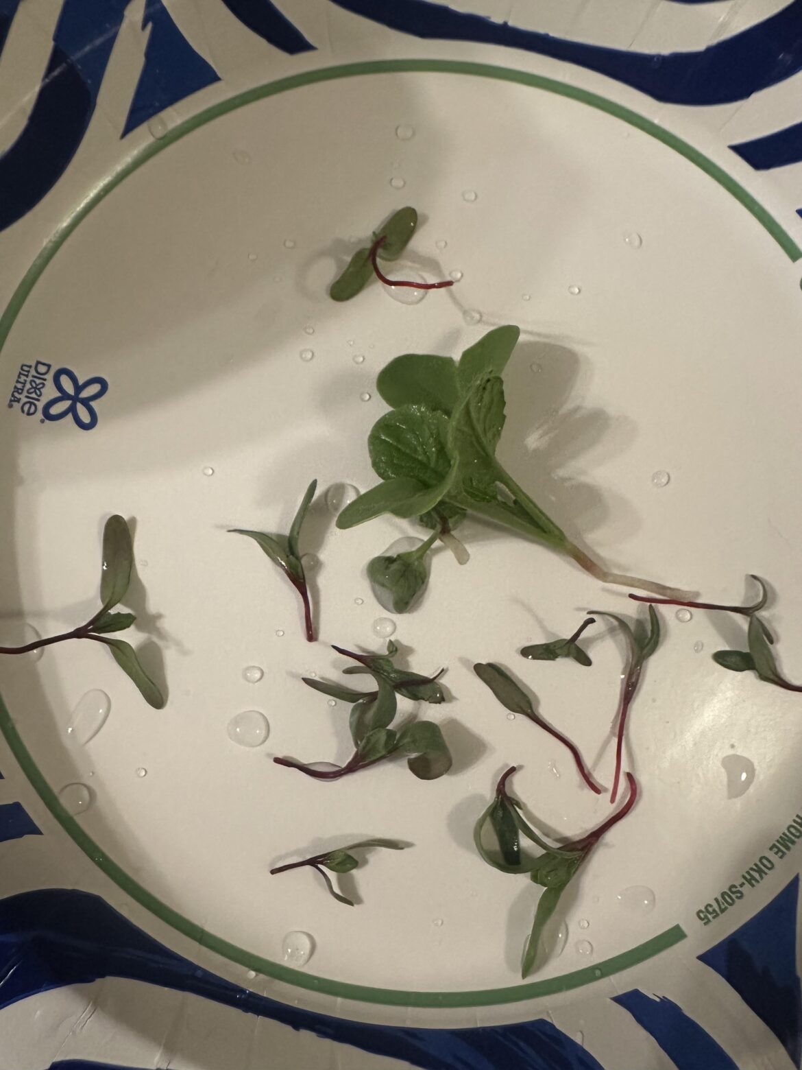 I’m counting this as my first harvest because I can