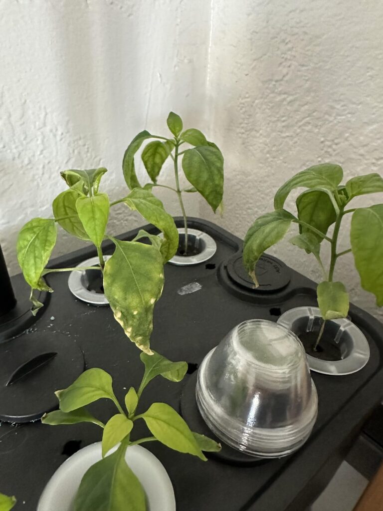 Am I over feeding my plants?? Am I over feeding my plants??