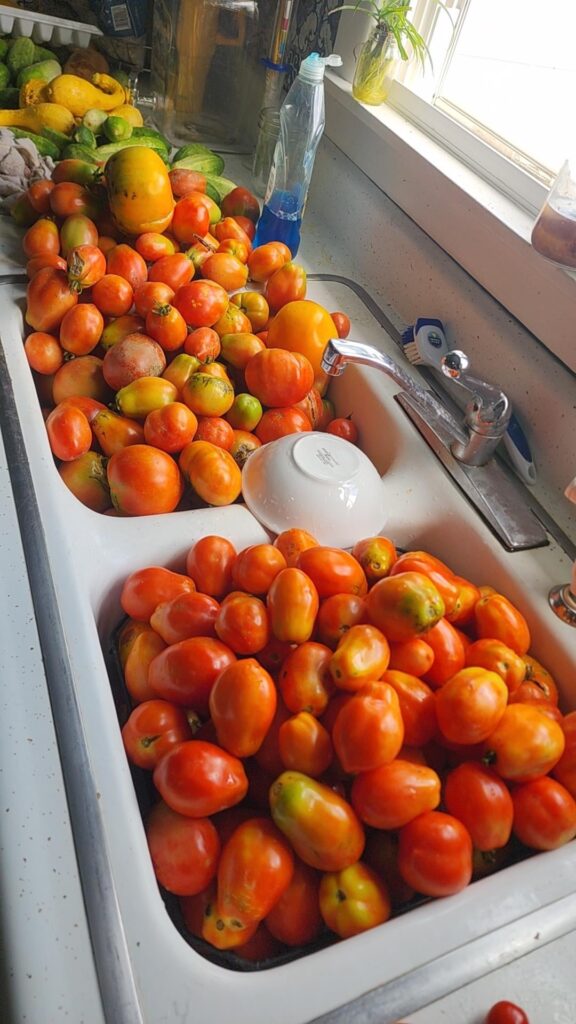 They all started coming in as soon as it cooled down