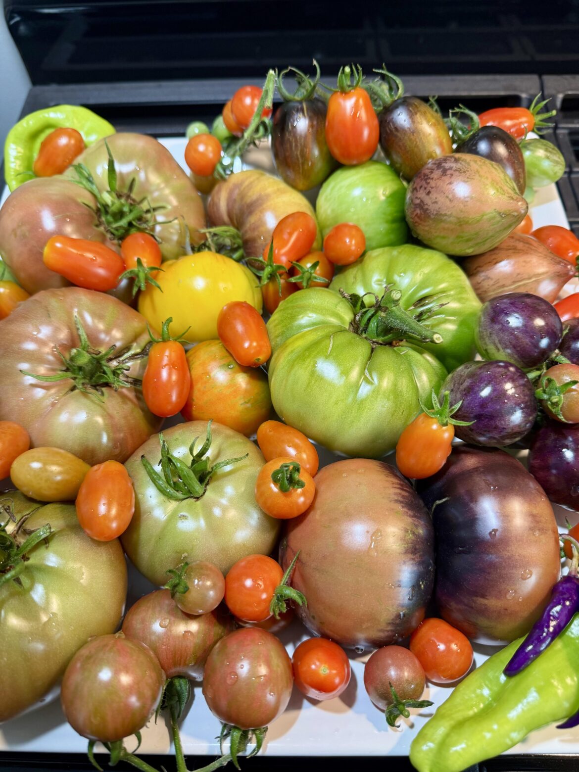 Today’s haul from my little tomato oasis!  14 varieties.