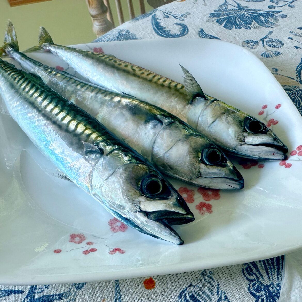 Catch n cook mackerel