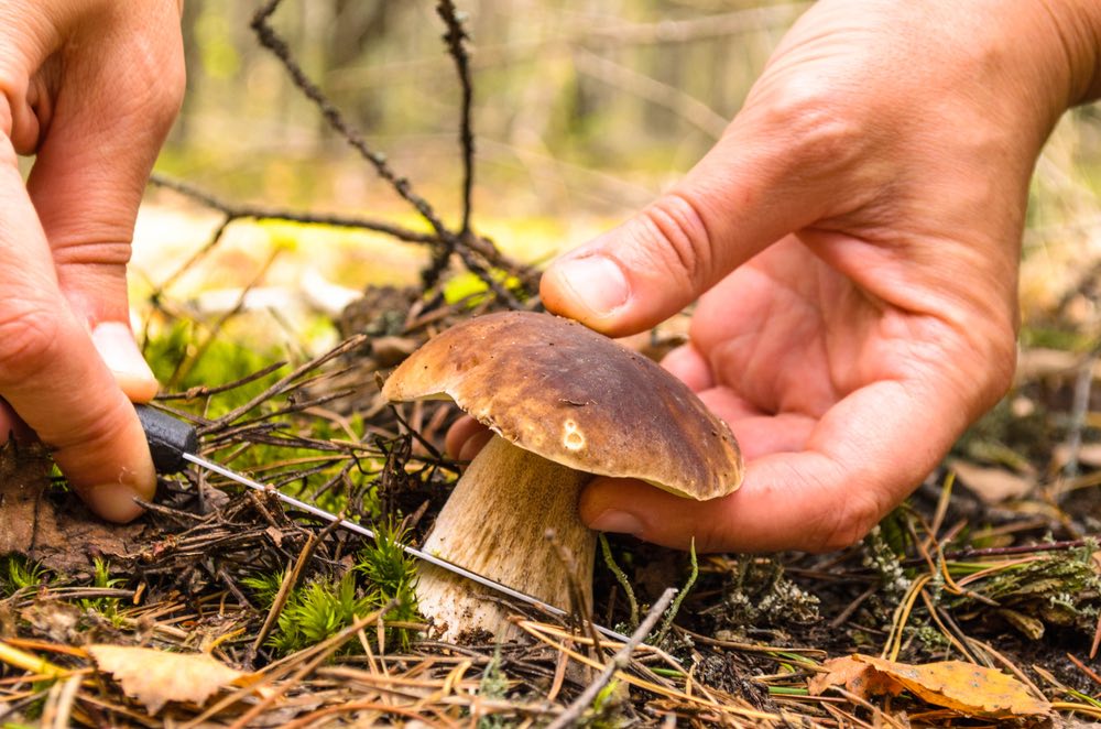 Porcino colto nel bosco con un coltello