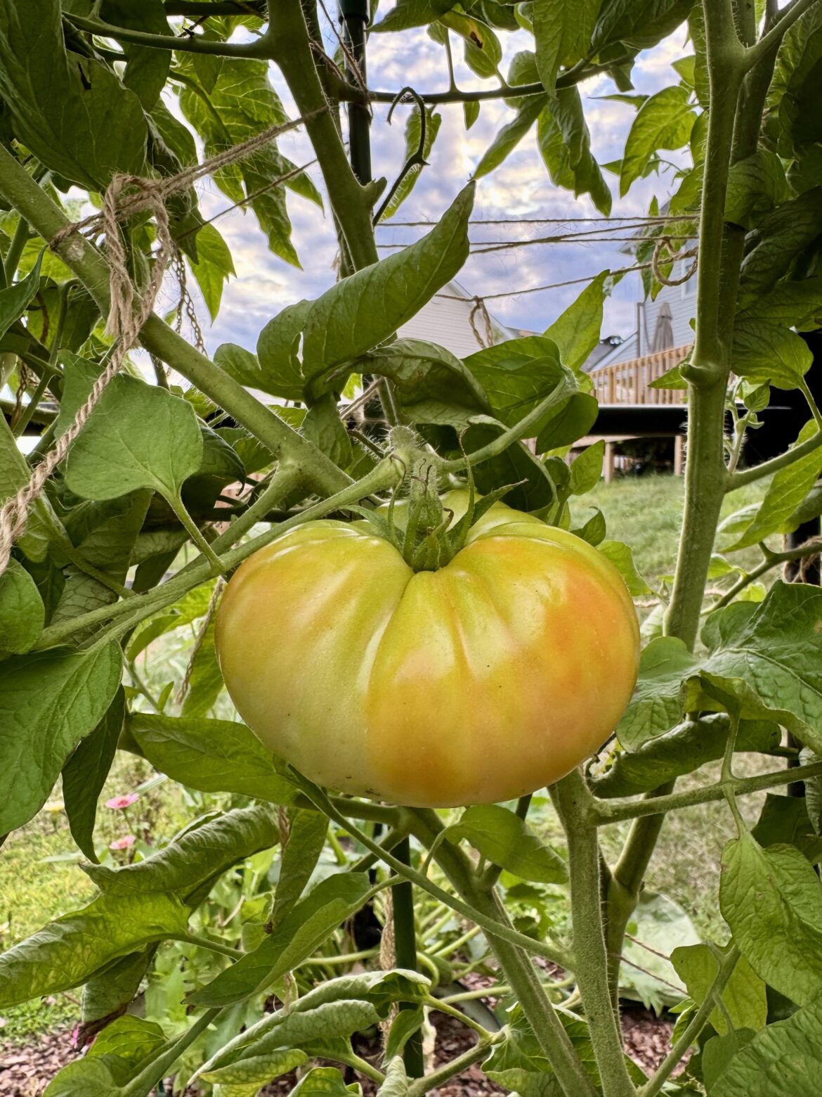I grew this 🥹
