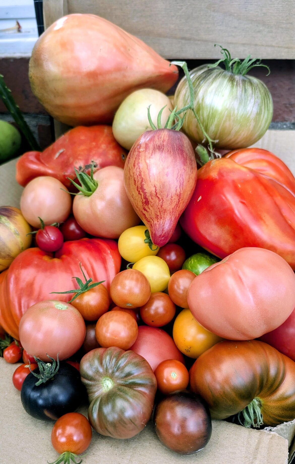 A mountain of tomatoes 🍅🍅🍅